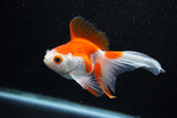 Ryukin Longtail Red White 4.5 Inch (ID#1015Ry7b-6) Free2Day SHIPPING