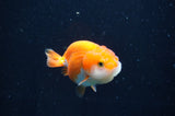 Juvenile Ranchu  Red White 3 Inch (ID#408R9b-50) Free2Day SHIPPING