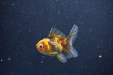 2Pack Thai Oranda   2 Inch (ID#1105ToPTD-10) Free2Day SHIPPING