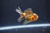 2Pack Thai Oranda   2 Inch (ID#1105ToPTD-10) Free2Day SHIPPING