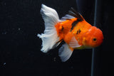 Thai Oranda  Calico 4.5 Inch (ID#1203To5b-102) Free2Day SHIPPING