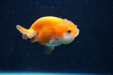 Juvenile Ranchu  Red White 3 Inch (ID#408R9b-50) Free2Day SHIPPING