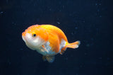 Juvenile Ranchu  Red White 3 Inch (ID#408R9b-50) Free2Day SHIPPING
