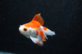 Ryukin Longtail Red White 4.5 Inch (ID#1015Ry7b-6) Free2Day SHIPPING