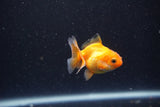 2Pack Thai Oranda   2 Inch (ID#1105ToPTD-10) Free2Day SHIPPING