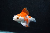 Ryukin Longtail Red White 4.5 Inch (ID#1015Ry7b-6) Free2Day SHIPPING