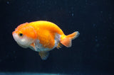 Juvenile Ranchu  Red White 3 Inch (ID#408R9b-50) Free2Day SHIPPING