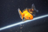 2Pack Thai Oranda   2 Inch (ID#1105ToPTD-10) Free2Day SHIPPING