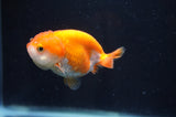 Juvenile Ranchu  Red White 3 Inch (ID#408R9b-50) Free2Day SHIPPING