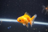 2Pack Thai Oranda   2 Inch (ID#1105ToPTD-10) Free2Day SHIPPING