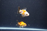 2Pack Thai Oranda   2 Inch (ID#1105ToPTD-11) Free2Day SHIPPING