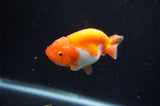 Juvenile Ranchu  Red White 3 Inch (ID#408R9b-51) Free2Day SHIPPING