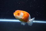 Juvenile Lionchu  Red White 3.5 Inch (ID#1129R11a-11) Free2Day SHIPPING