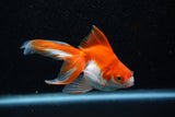 Ryukin Longtail Red White 4.5 Inch (ID#1015Ry7b-7) Free2Day SHIPPING