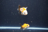 2Pack Thai Oranda   2 Inch (ID#1105ToPTD-11) Free2Day SHIPPING