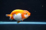 Juvenile Ranchu  Red White 3 Inch (ID#408R9b-51) Free2Day SHIPPING