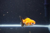 2Pack Thai Oranda   2 Inch (ID#1105ToPTD-11) Free2Day SHIPPING