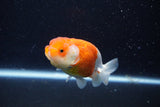 Juvenile Lionchu  Red White 3.5 Inch (ID#1129R11a-11) Free2Day SHIPPING