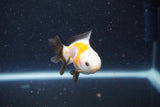 2Pack Thai Oranda   2 Inch (ID#1105ToPTD-11) Free2Day SHIPPING