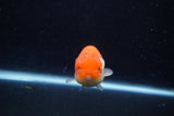 Juvenile Lionchu  Red White 3.5 Inch (ID#1129R11a-11) Free2Day SHIPPING