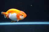 Juvenile Ranchu  Red White 3 Inch (ID#408R9b-51) Free2Day SHIPPING