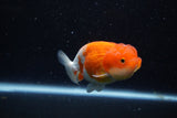 Juvenile Lionchu  Red White 3.5 Inch (ID#1129R11a-11) Free2Day SHIPPING