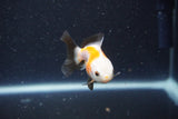 2Pack Thai Oranda   2 Inch (ID#1105ToPTD-11) Free2Day SHIPPING