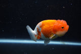 Juvenile Lionchu  Red White 3.5 Inch (ID#1129R11a-11) Free2Day SHIPPING