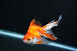 Ryukin Longtail Red White 4.5 Inch (ID#1015Ry7b-7) Free2Day SHIPPING