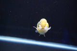 Baby Ranchu  Calico 3 Inch (ID#827R13c-26) Free2Day SHIPPING