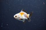 2Pack Thai Oranda   2 Inch (ID#1105ToPTD-11) Free2Day SHIPPING