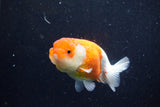 Juvenile Lionchu  Red White 3.5 Inch (ID#1129R11a-11) Free2Day SHIPPING