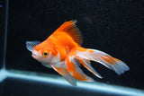 Ryukin Longtail Red White 4.5 Inch (ID#1015Ry7b-7) Free2Day SHIPPING