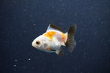 2Pack Thai Oranda   2 Inch (ID#1105ToPTD-11) Free2Day SHIPPING