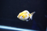 Baby Ranchu  Calico 3 Inch (ID#827R13c-26) Free2Day SHIPPING