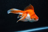 Ryukin Longtail Red White 4.5 Inch (ID#1015Ry7b-7) Free2Day SHIPPING