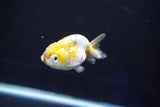 Baby Ranchu  Calico 3 Inch (ID#827R13c-26) Free2Day SHIPPING