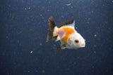 2Pack Thai Oranda   2 Inch (ID#1105ToPTD-11) Free2Day SHIPPING