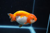 Juvenile Ranchu  Red White 3 Inch (ID#408R9b-51) Free2Day SHIPPING