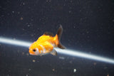 2Pack Thai Oranda   2 Inch (ID#1105ToPTD-11) Free2Day SHIPPING