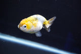 Baby Ranchu  Calico 3 Inch (ID#827R13c-26) Free2Day SHIPPING