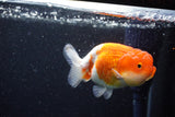 Juvenile Lionchu  Red White 3.5 Inch (ID#1129R11a-11) Free2Day SHIPPING