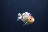 Juvenile Ranchu  Calico 3.5 Inch (ID#1217R9b-56) Free2Day SHIPPING