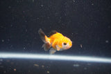 2Pack Thai Oranda   2 Inch (ID#1105ToPTD-11) Free2Day SHIPPING