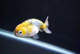 Baby Ranchu  Calico 3 Inch (ID#827R13c-26) Free2Day SHIPPING