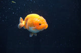 Juvenile Ranchu  Red White 3 Inch (ID#408R9b-52) Free2Day SHIPPING