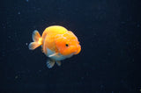 Juvenile Ranchu  Red White 3 Inch (ID#408R9b-52) Free2Day SHIPPING