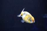 Baby Ranchu  Calico 3 Inch (ID#827R13c-26) Free2Day SHIPPING