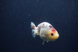 Juvenile Ranchu  Calico 3.5 Inch (ID#1217R9b-56) Free2Day SHIPPING