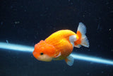 Juvenile Lionchu  Red White 3.5 Inch (ID#1129R11a-12) Free2Day SHIPPING